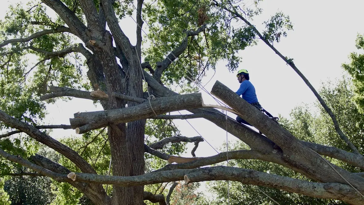 Professional Hazardous Tree Removal performed by certified arborists in Sedgwick